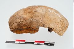 Foto von Elfenbeinschwertknauf (NHMW-PRAE-024490a1)
